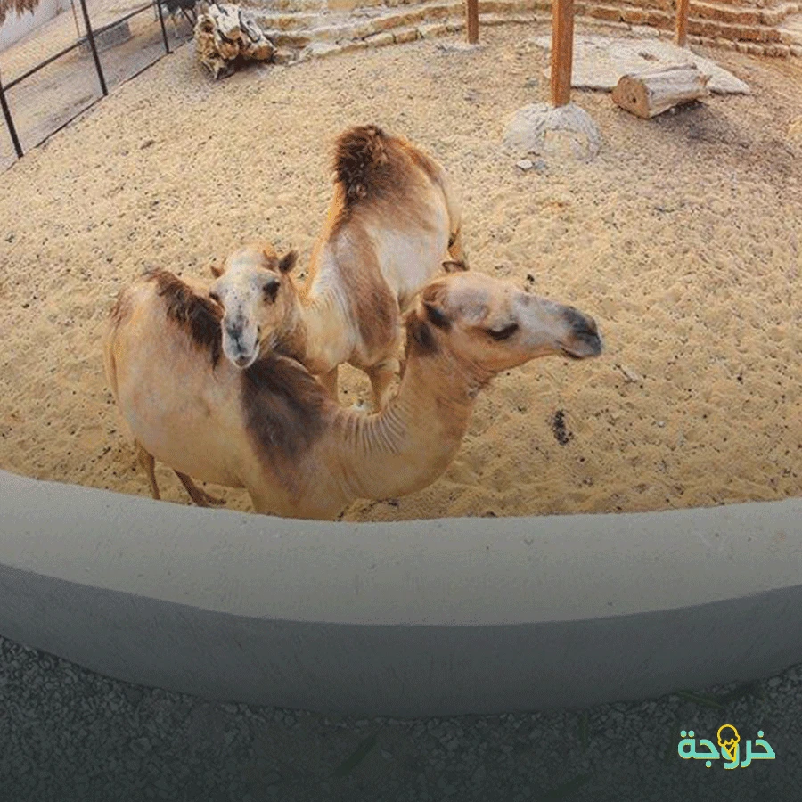 حديقة الأسرة القاهرة الجديدة: خروجات عائلية